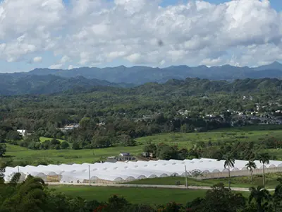 florece hidroponia puerto rico 400x300 1